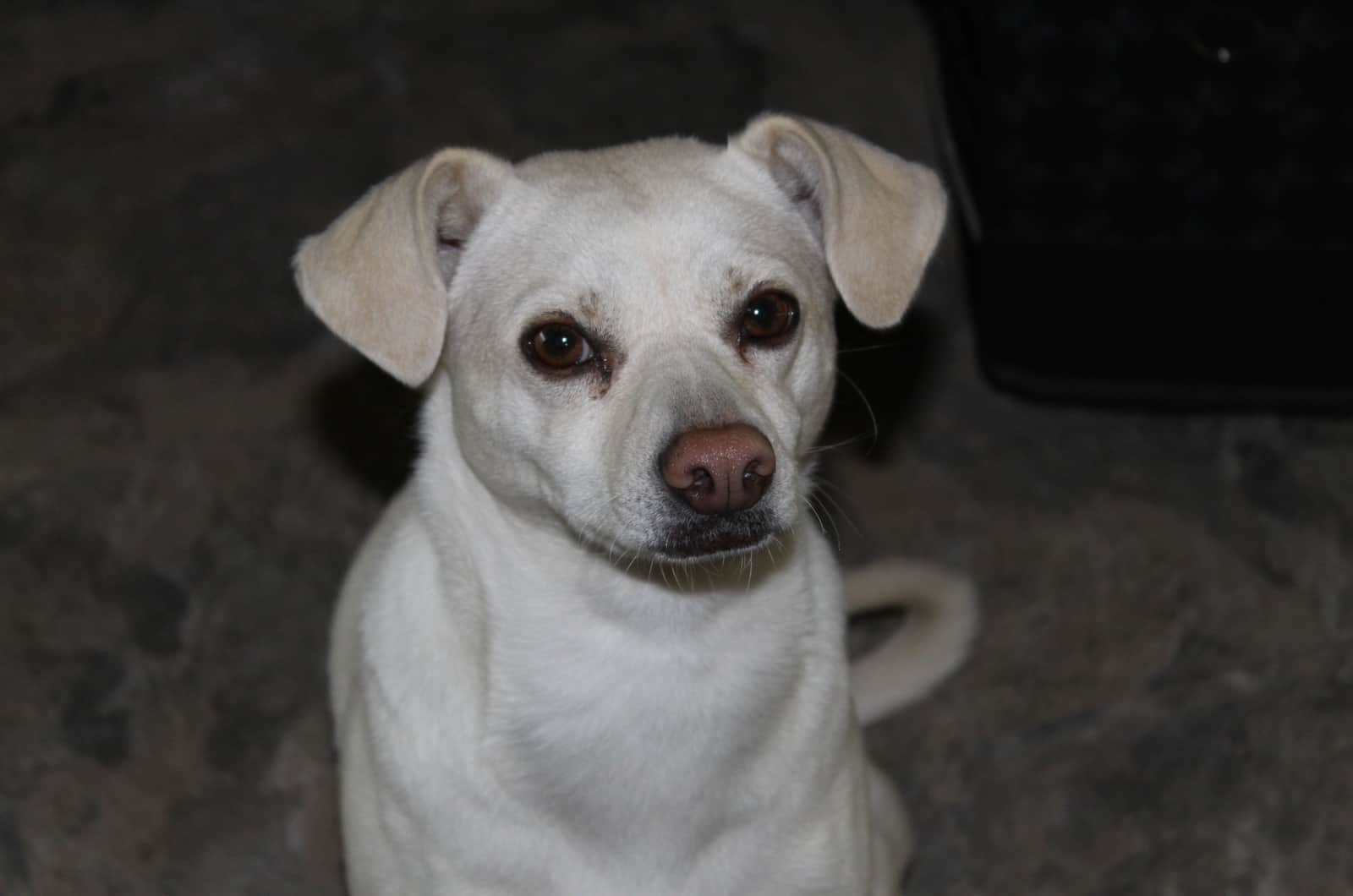 Cachorro de Labrahuahua sentado