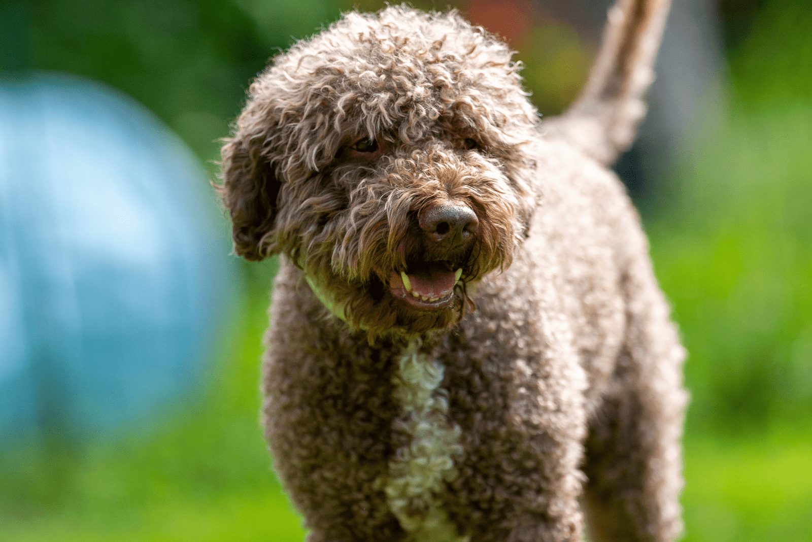 Lagotto Romagnolo parado y ladrando