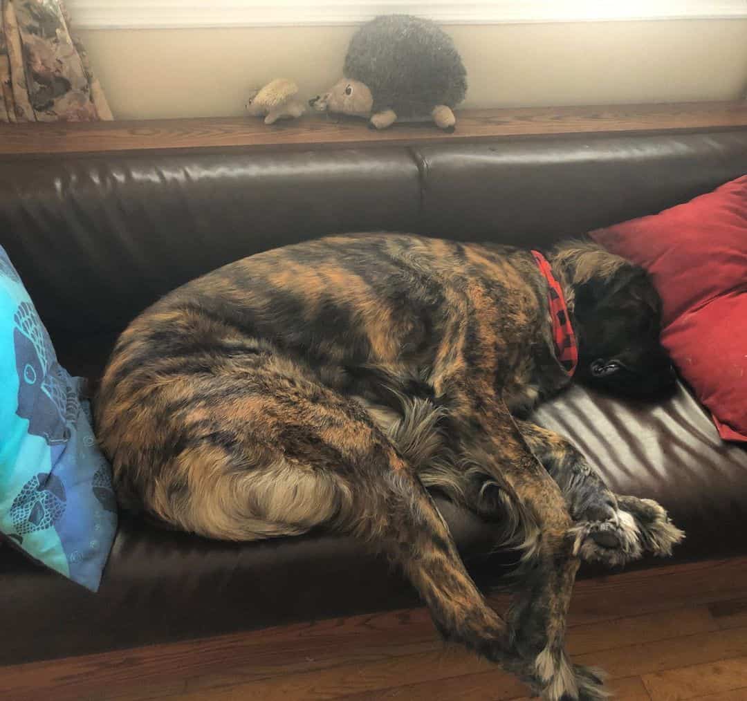 Mezcla de Mastín y Leonberger