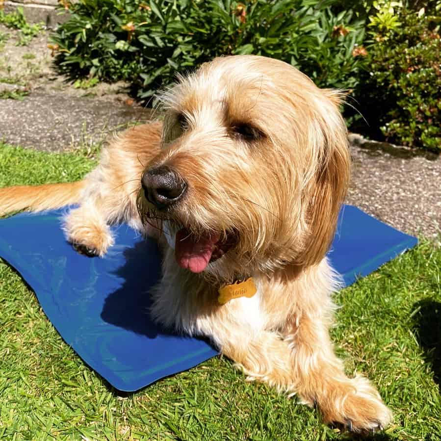 Lha Basset está acostado en el jardín
