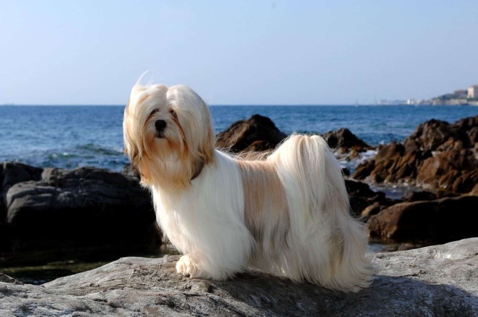 Lhasa Apso en el mar