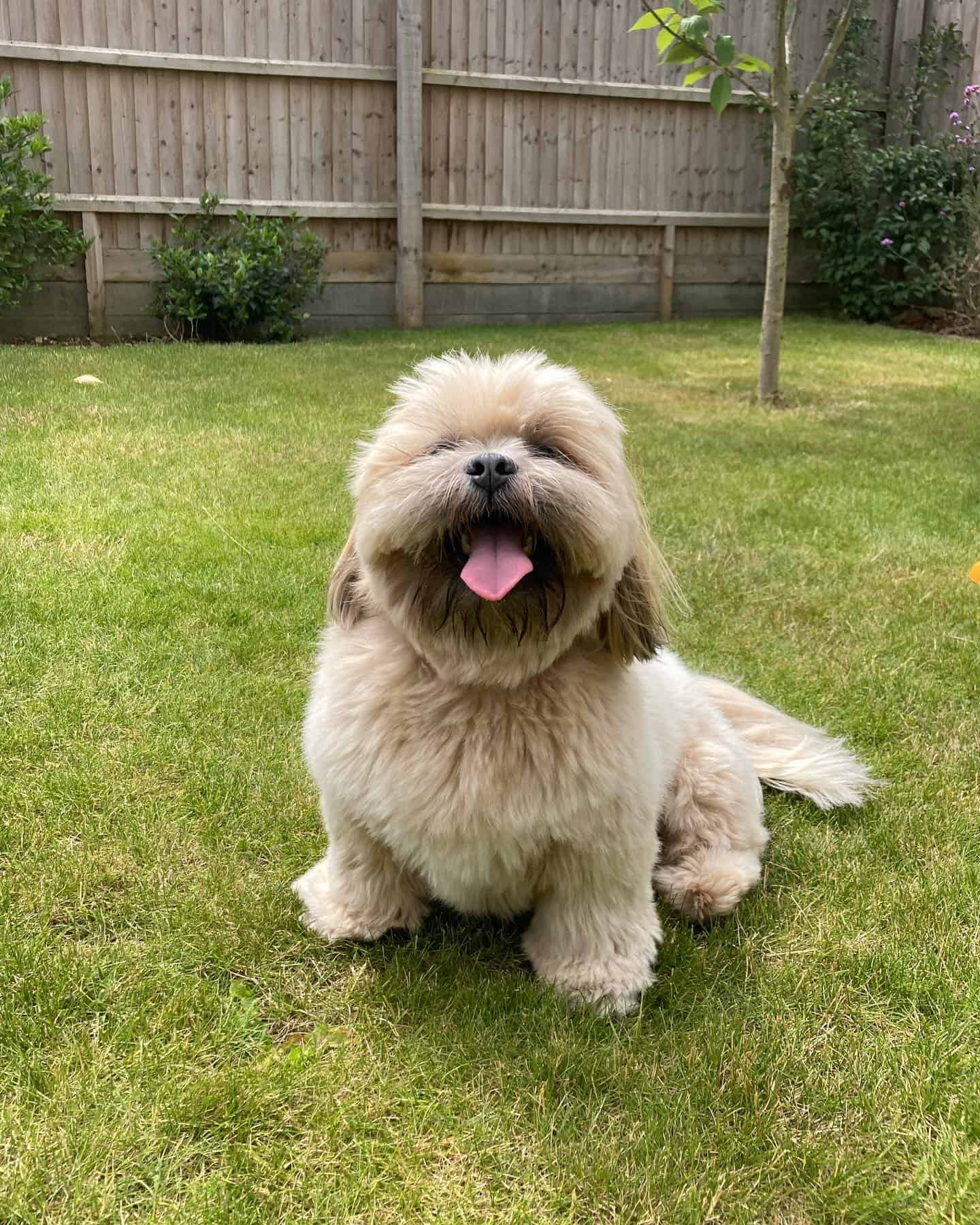 Perro Lhasa Apso al aire libre