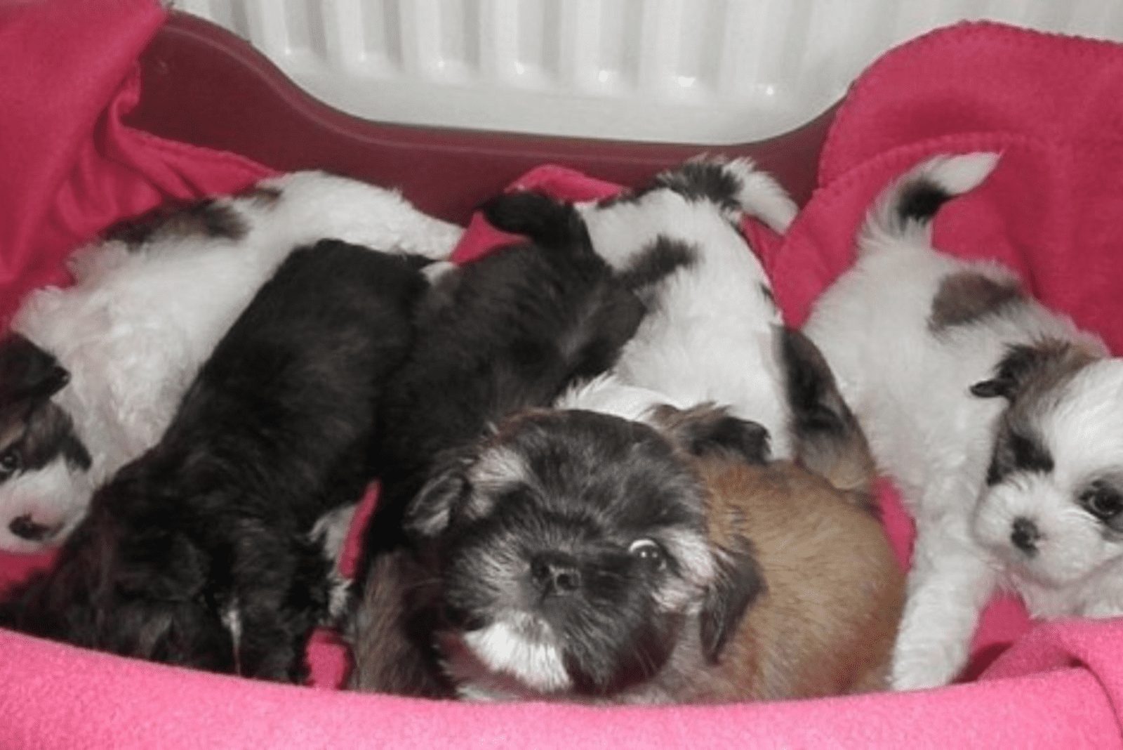 cachorros de Lhasa Apso acostados en el sofá