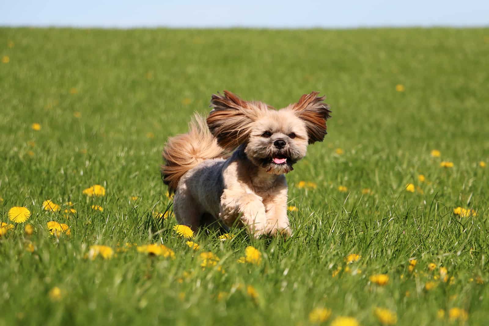 Cachorro Lhasa Apso corriendo en el césped