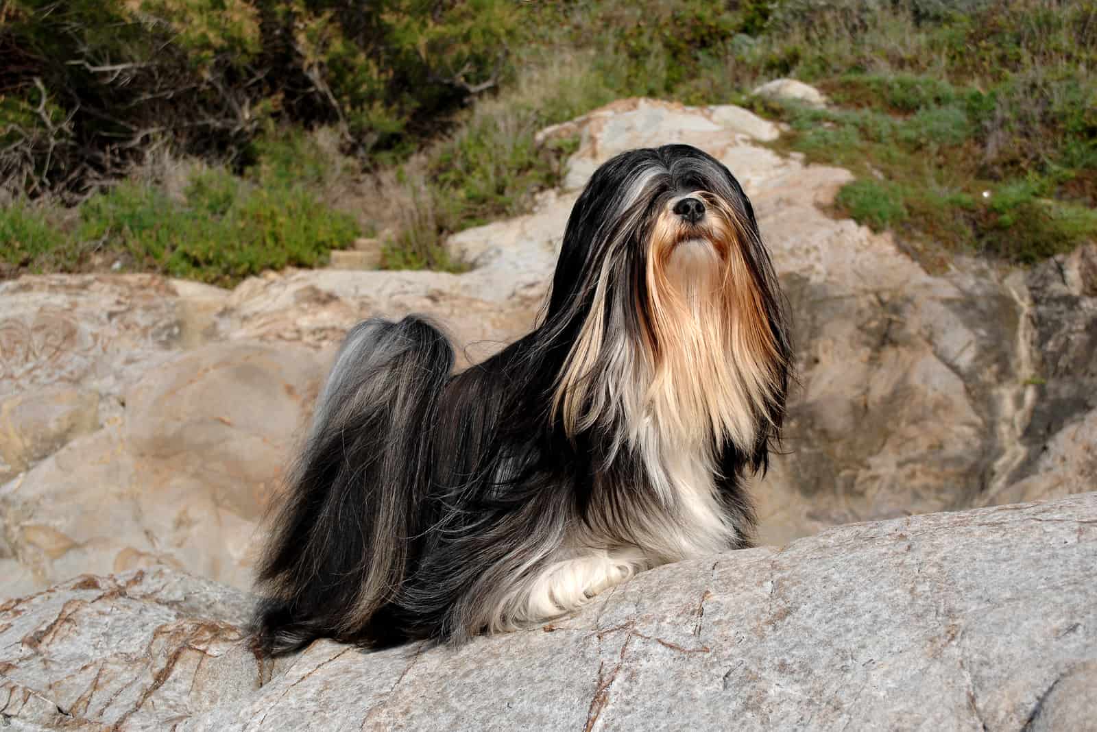 Lhasa Apso de pie sobre rocas al aire libre