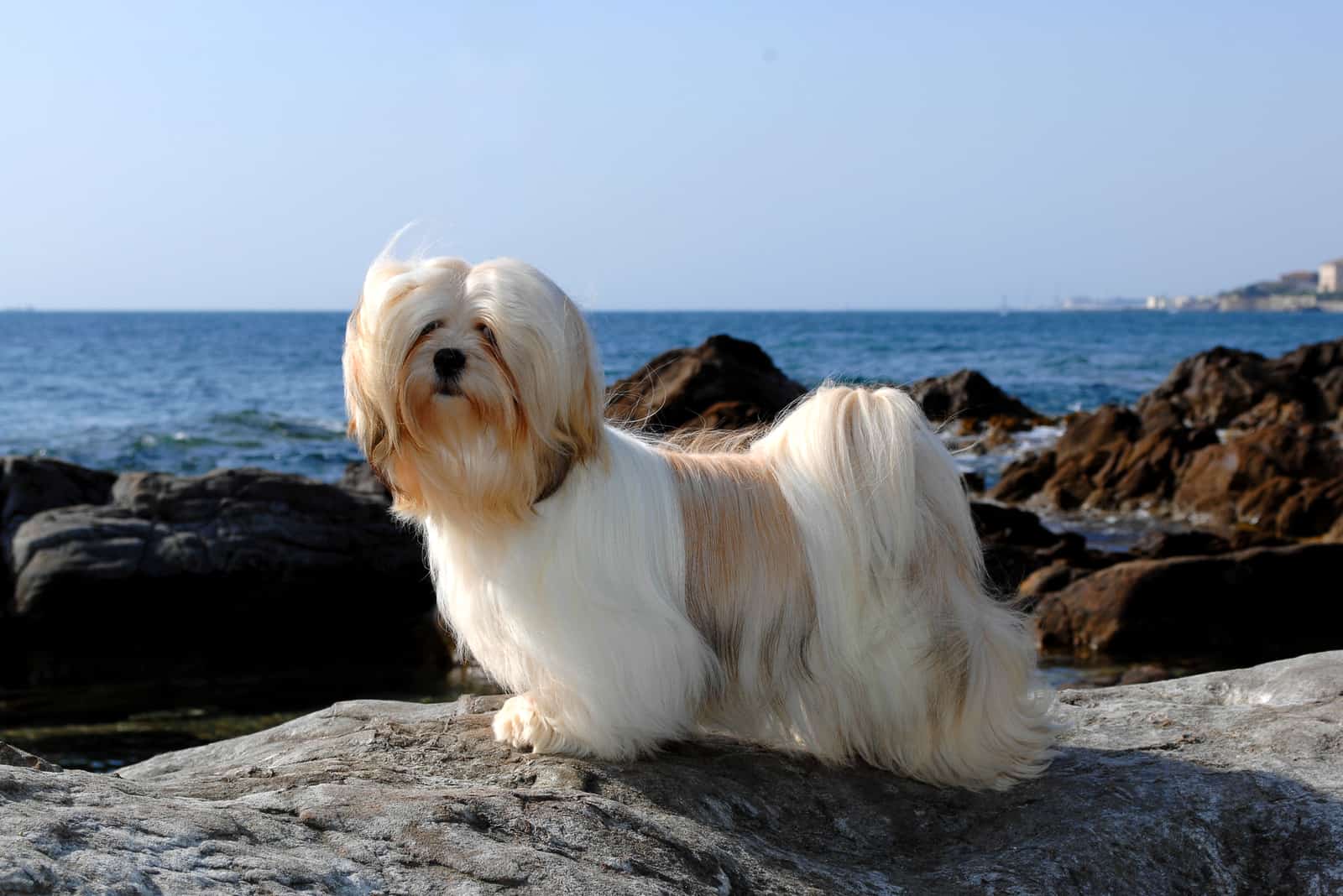 Lhasa Apso de pie sobre rocas