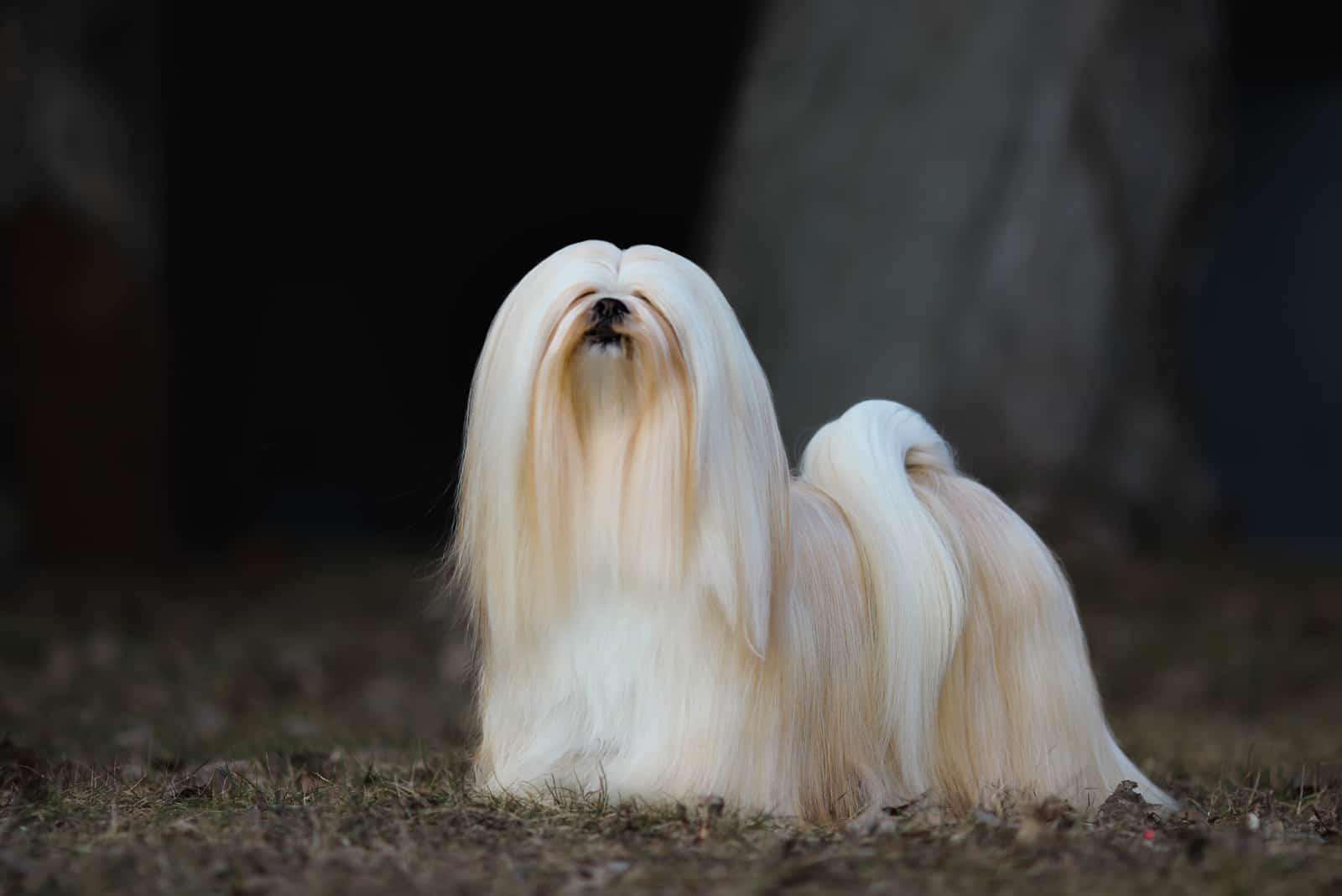 Lhasa Apso de pie afuera
