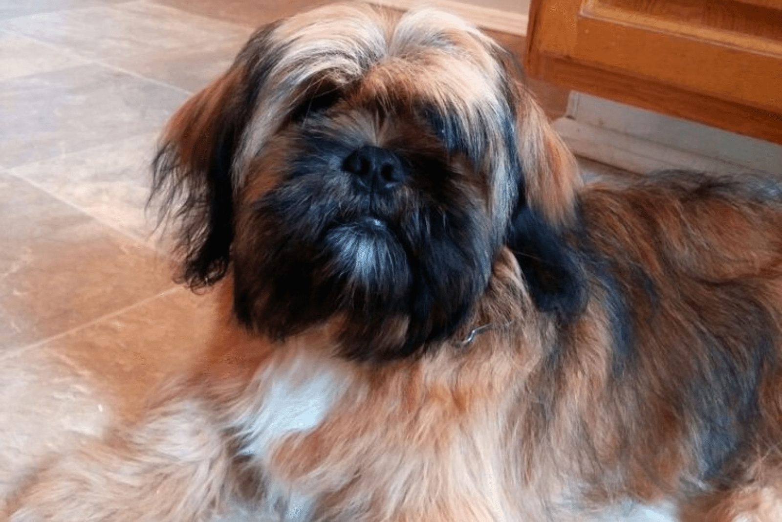 Lhasa Apsos acostado en el suelo