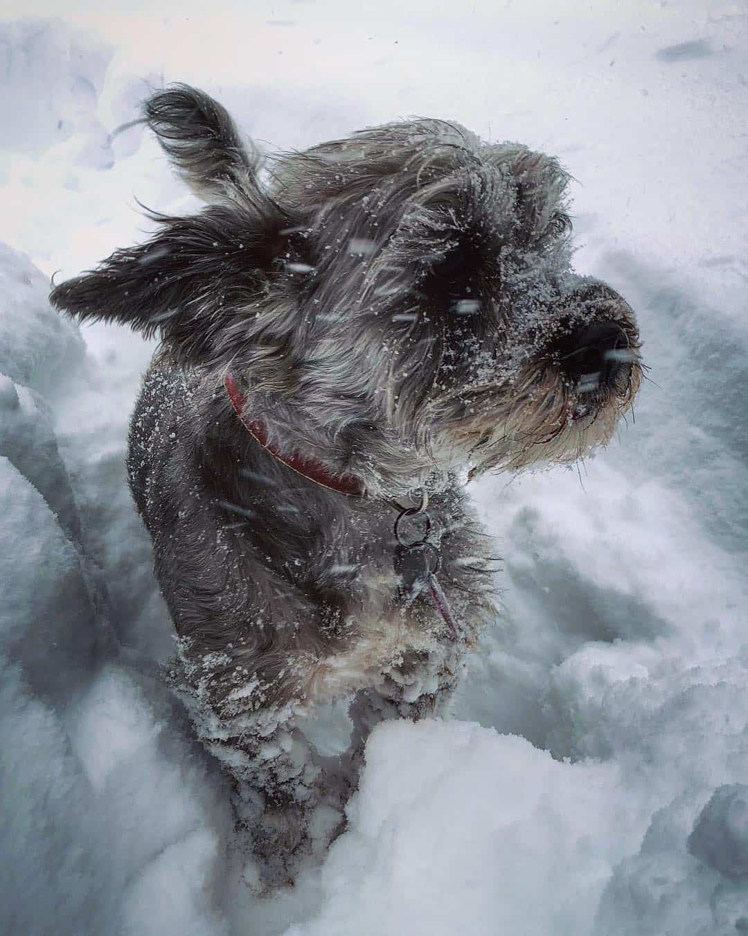 Lhasa-Corgi de pie en la nieve
