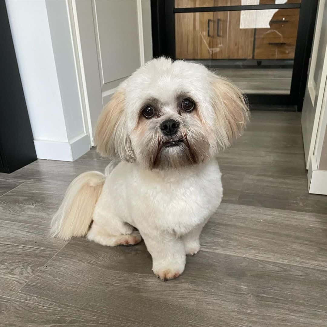Lhasa Poo está sentado en el suelo