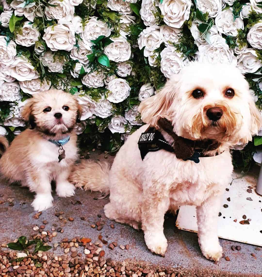 Lhasanese dos perros sentados