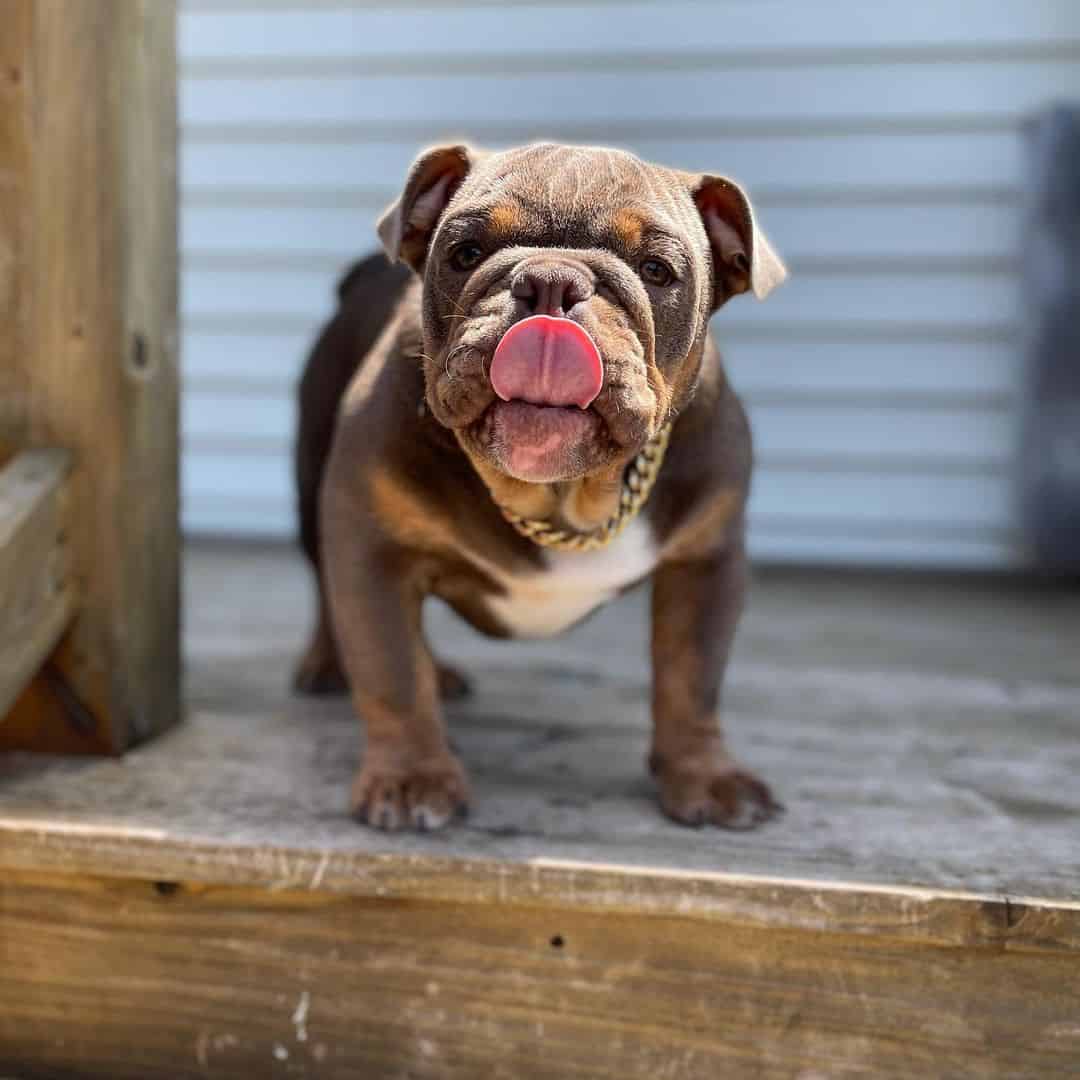 lindo pequeño Bulldog Inglés Lila