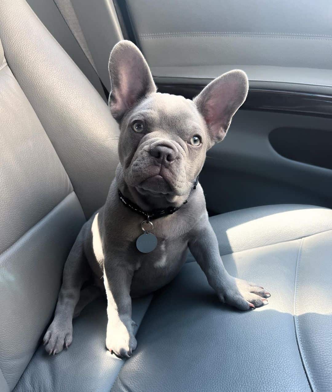 Bulldogs Franceses Lila