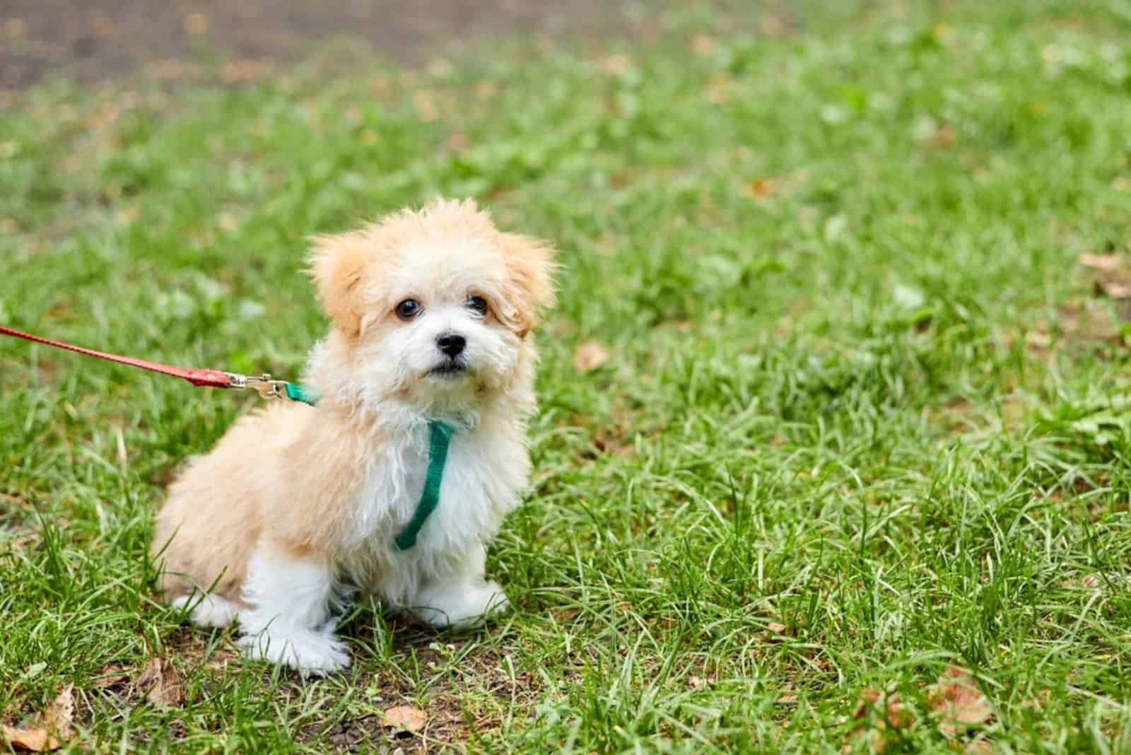 Pequeño cachorro Maltipoo caminando en la hierba verde