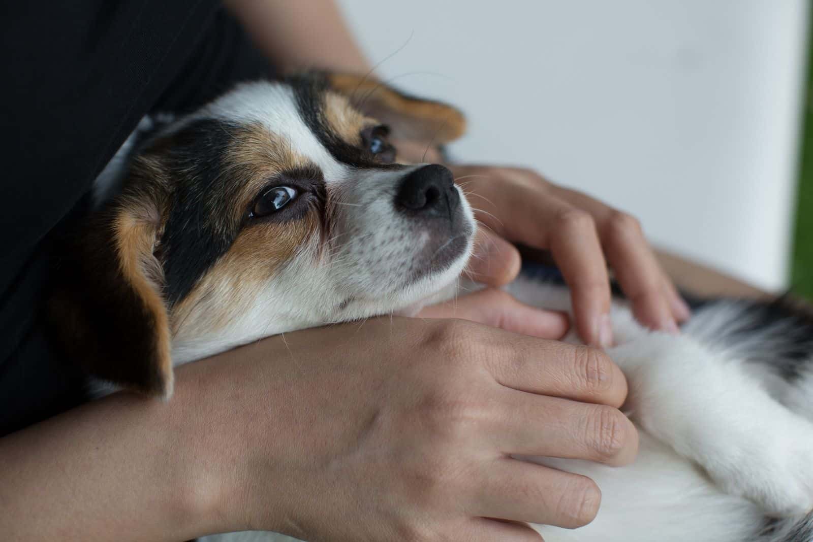 Pequeño cachorro acostado en el regazo del dueño con cara de sueño. Enfoque selectivo.