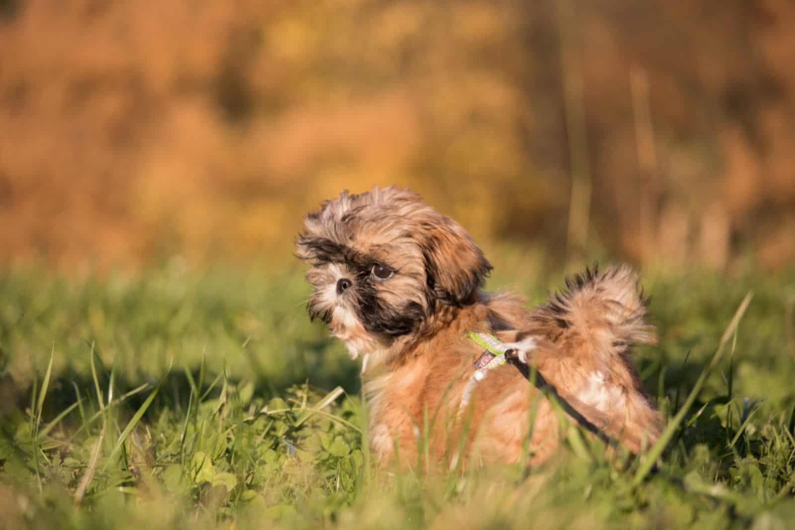Pequeño cachorro de Shih Tzu en un prado