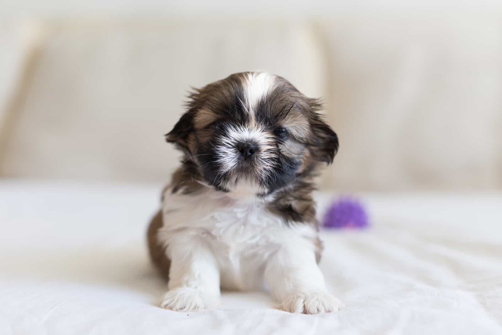 Pequeño valiente cachorro de shih-tzu defendiendo su juguete