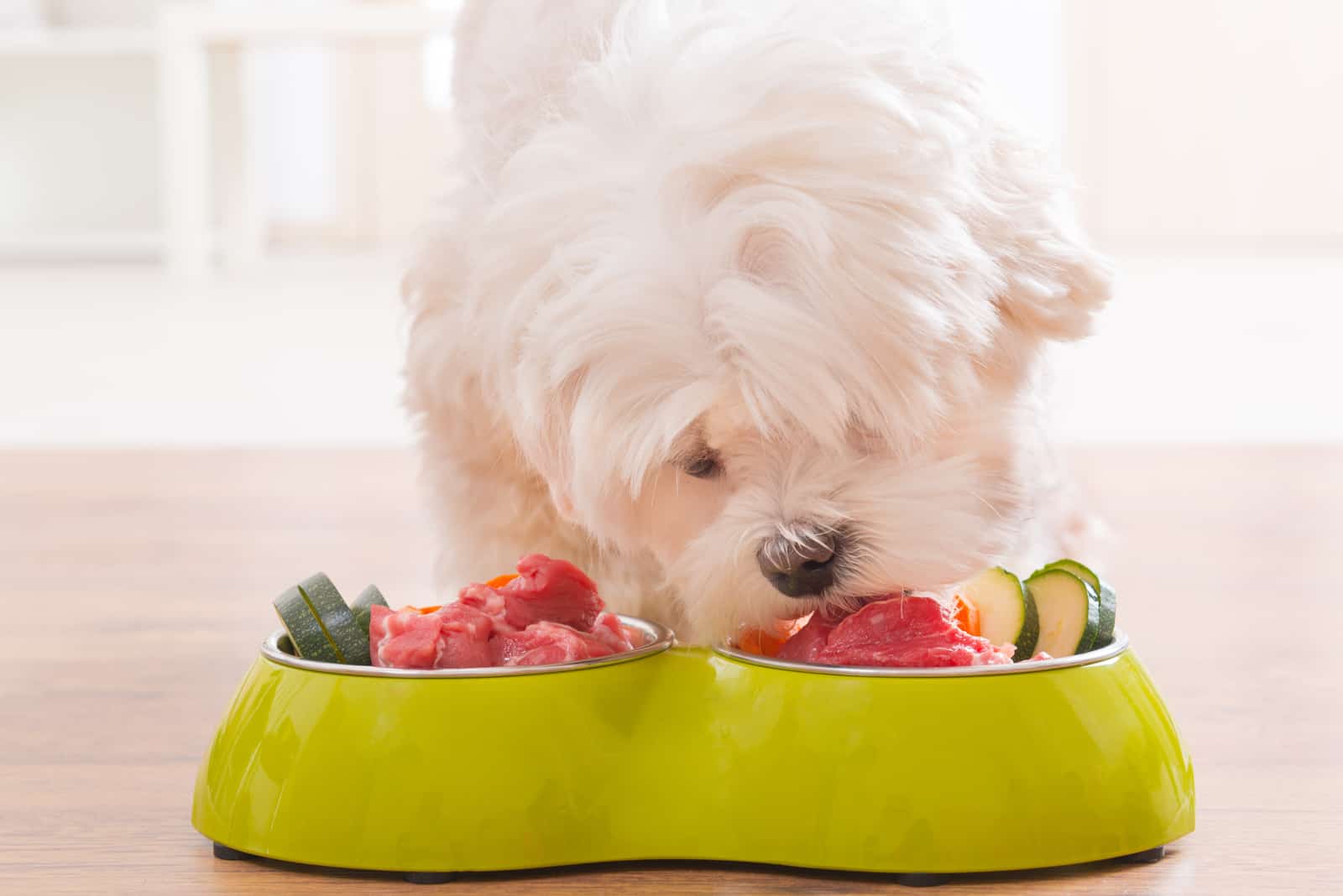 Pequeño perro maltés comiendo comida natural y orgánica de un tazón en casa
