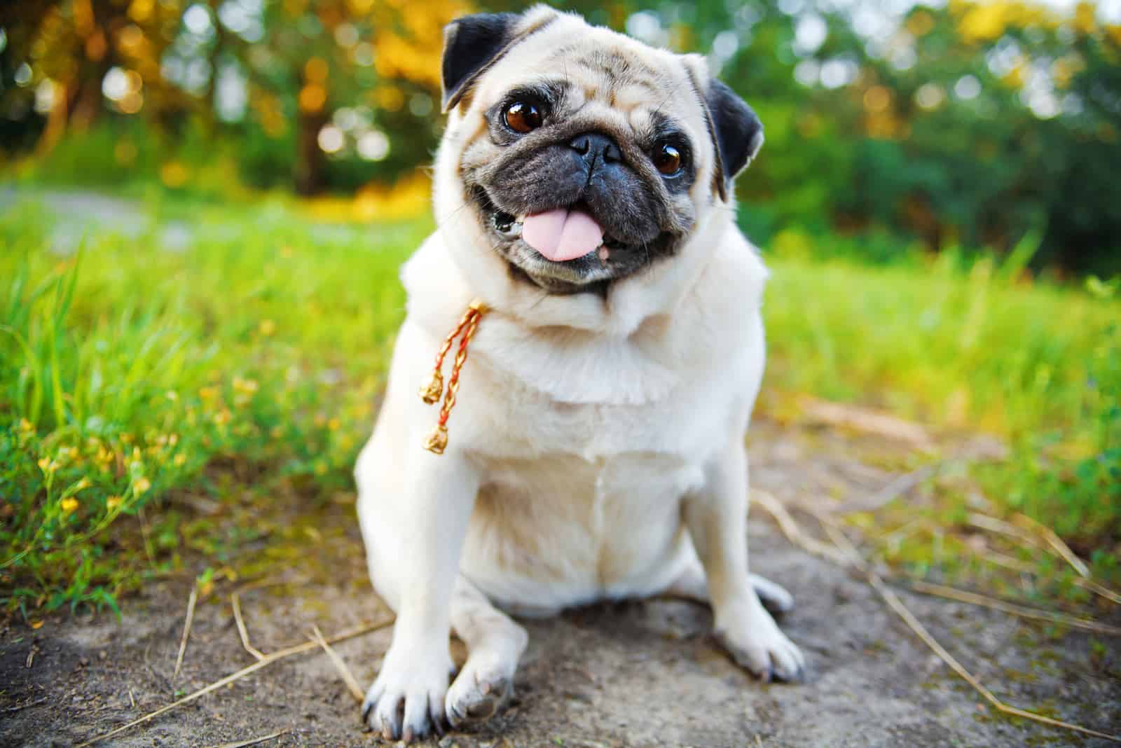 Pequeño pug en un parque de verano
