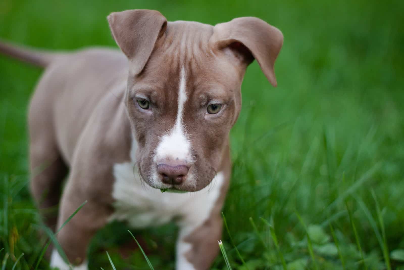 Pequeño cachorro de pitbull nariz roja