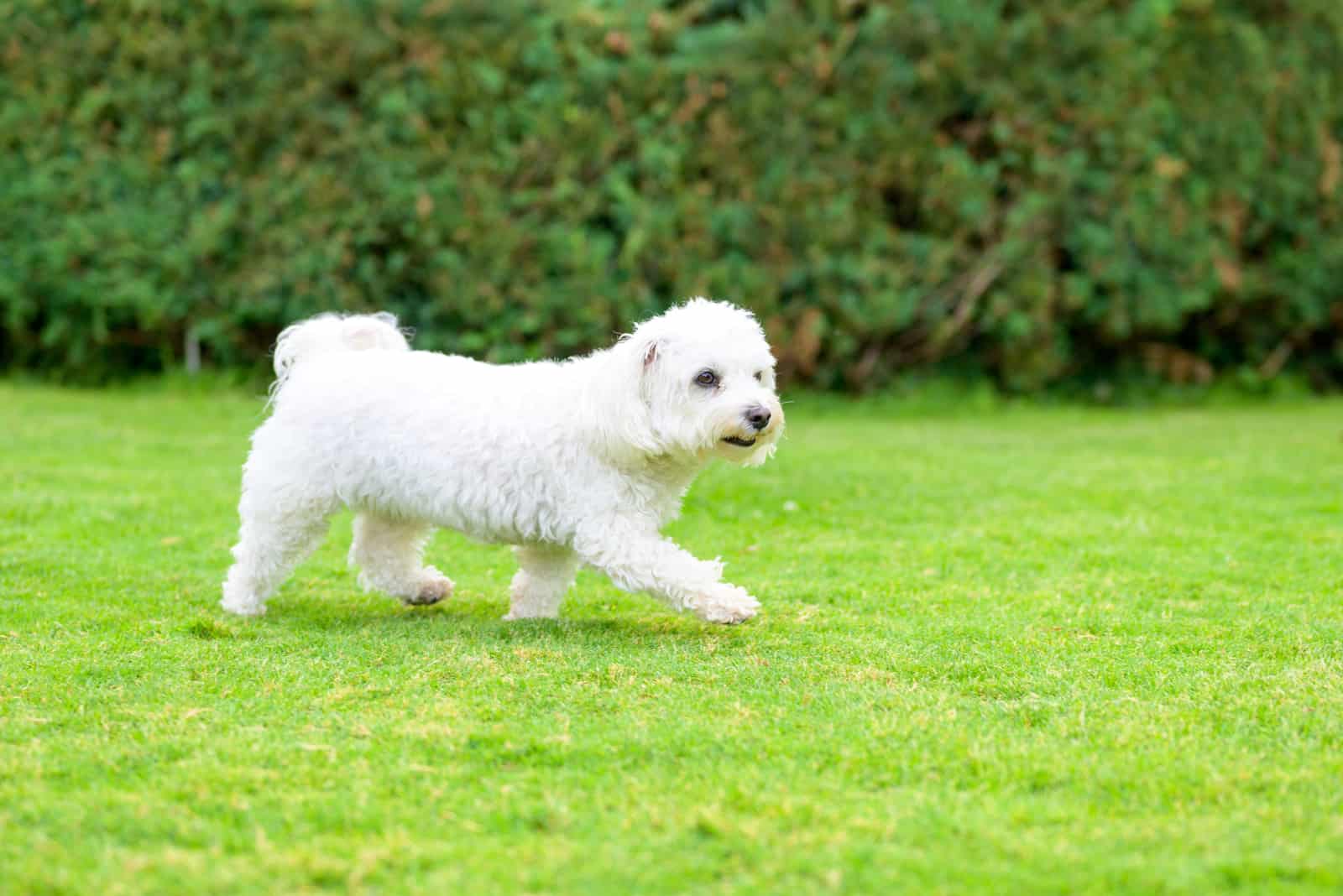 Pequeño perro Habanero blanco disfrutando jugando en un jardín verde exuberante