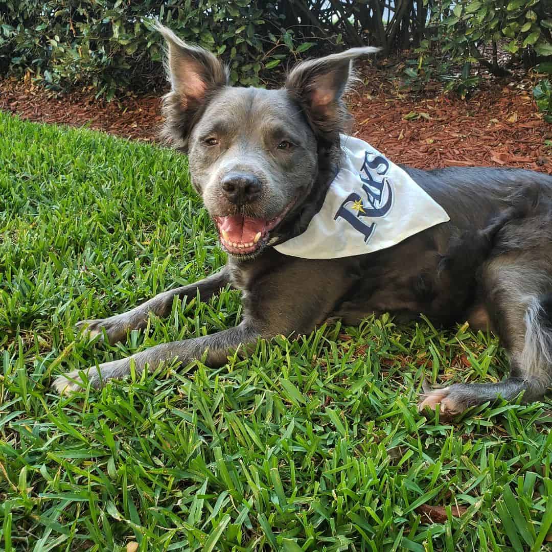 Pitbull de pelo largo sentado en el césped afuera