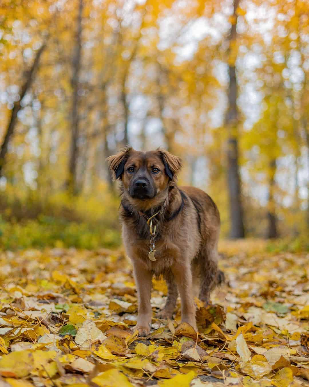 Pitbull de pelo largo de pie en la naturaleza