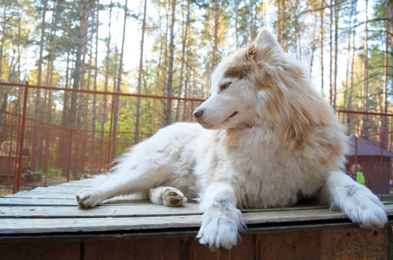 Husky del Río MacKenzie