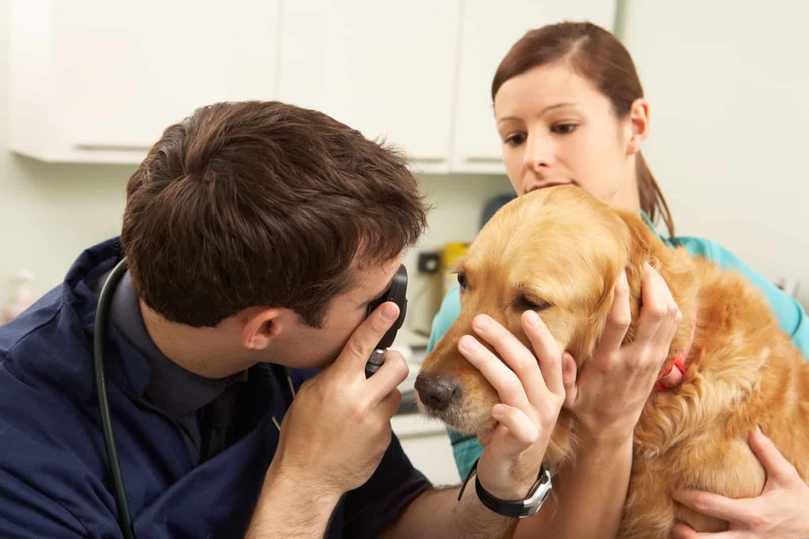 Veterinario masculino examinando Golden Retriever
