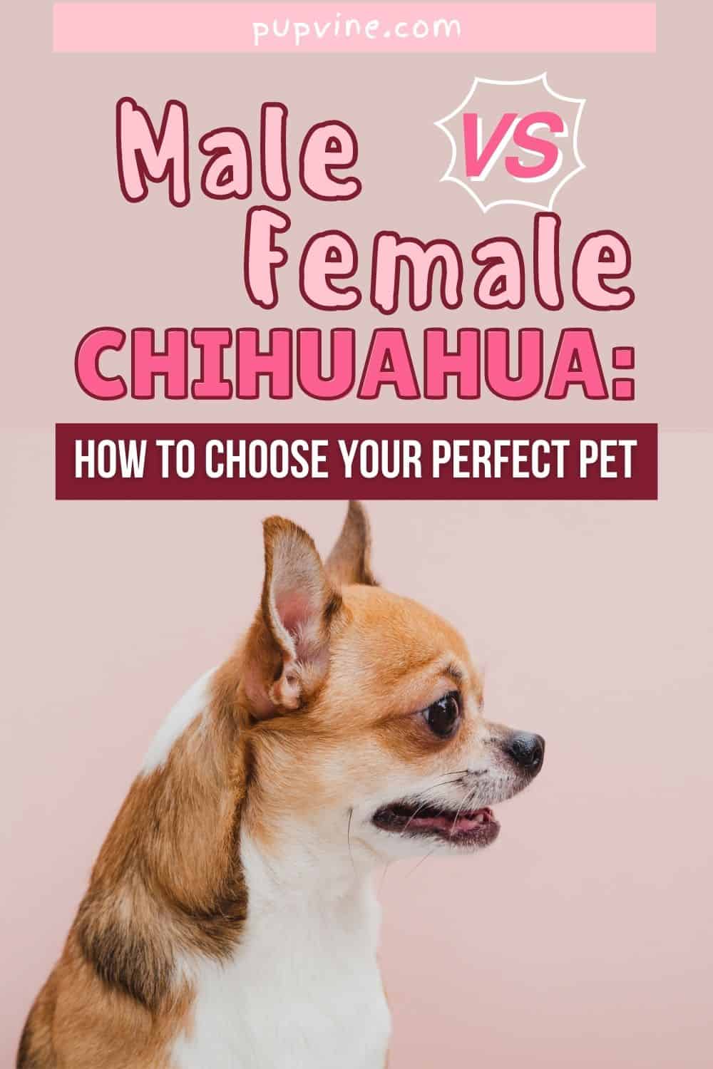 Chihuahua macho vs. hembra: Cómo elegir tu mascota perfecta