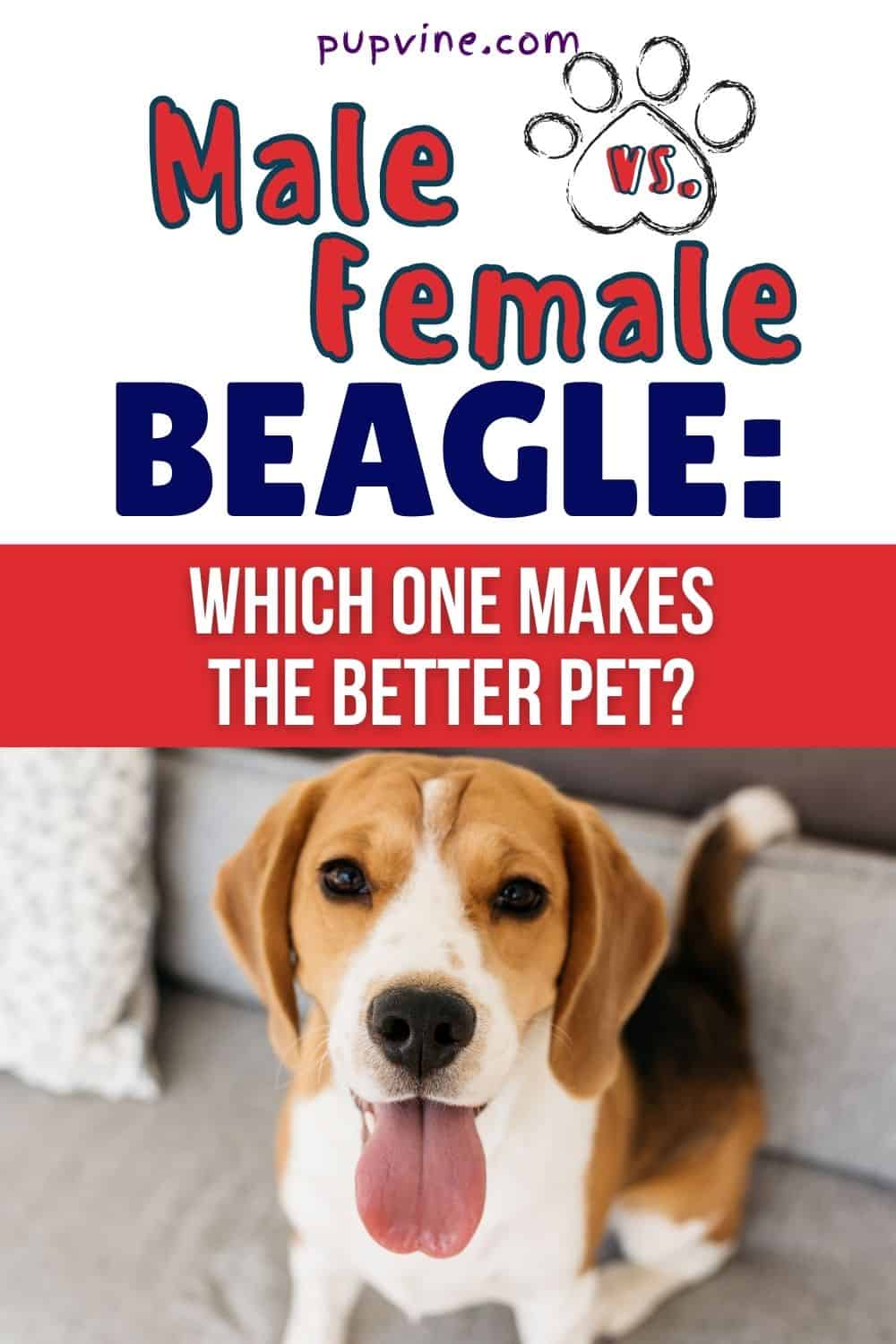Beagle Macho Vs. Hembra ¿Cuál es mejor mascota?