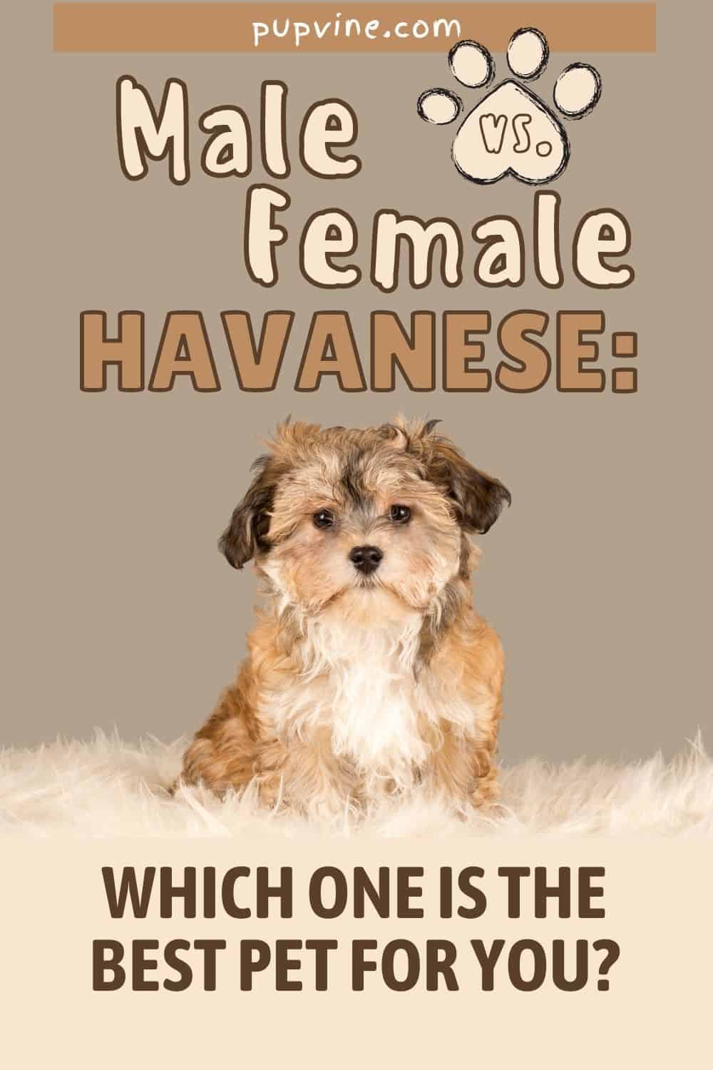 Habanero Macho Vs. Hembra: ¿Cuál Es La Mejor Mascota Para Ti?