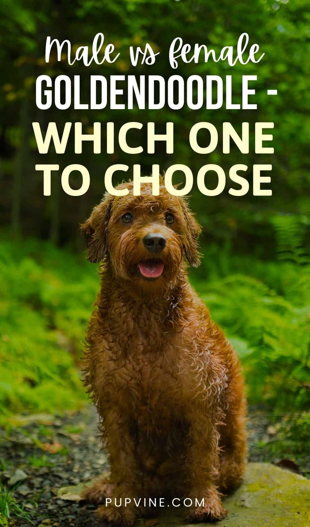 Macho vs hembra Goldendoodle – Cuál elegir