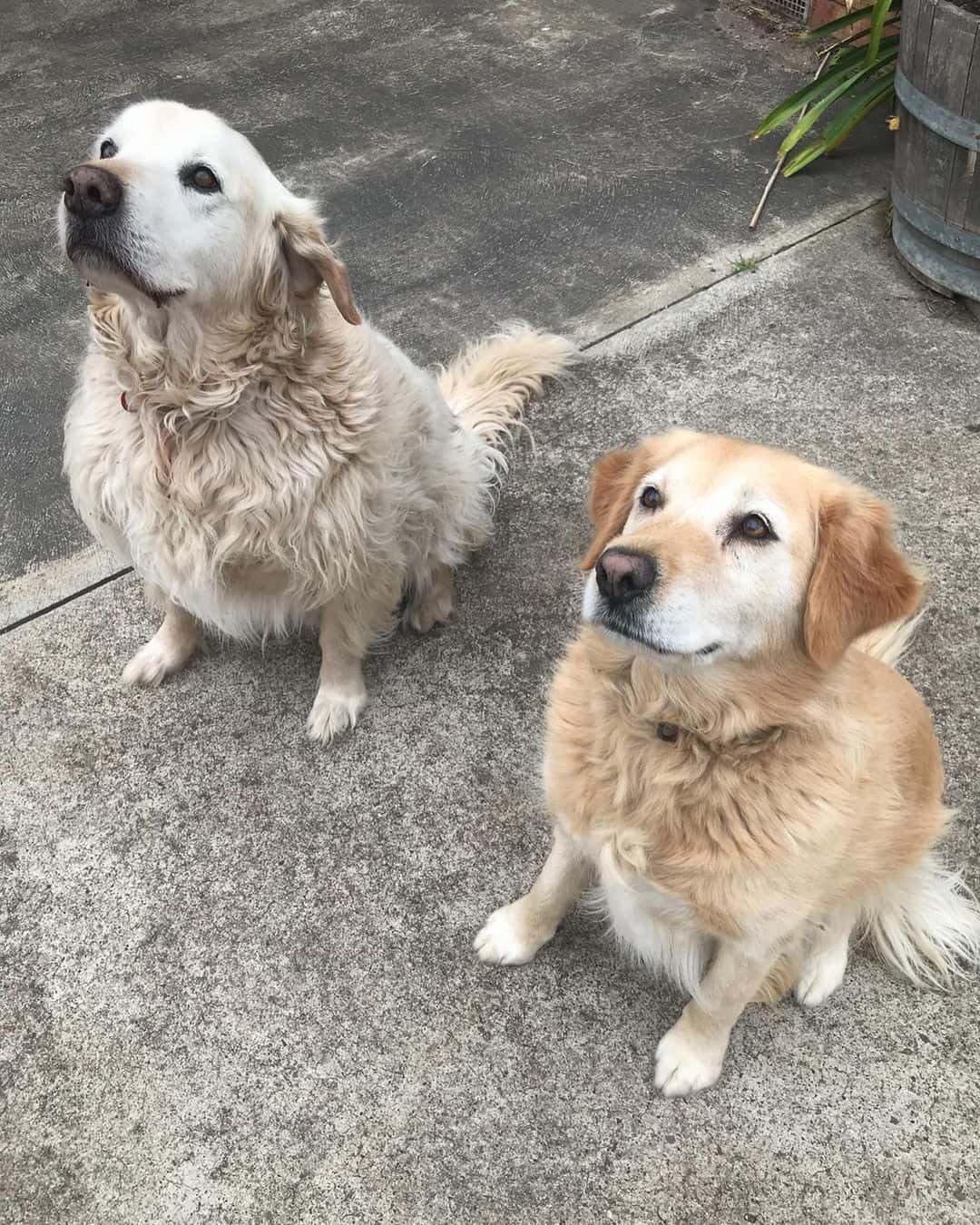 Golden Retriever macho y hembra mirando hacia arriba
