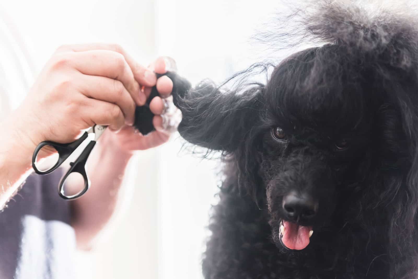 Manos masculinas desenredando las trenzas enredadas de un poodle