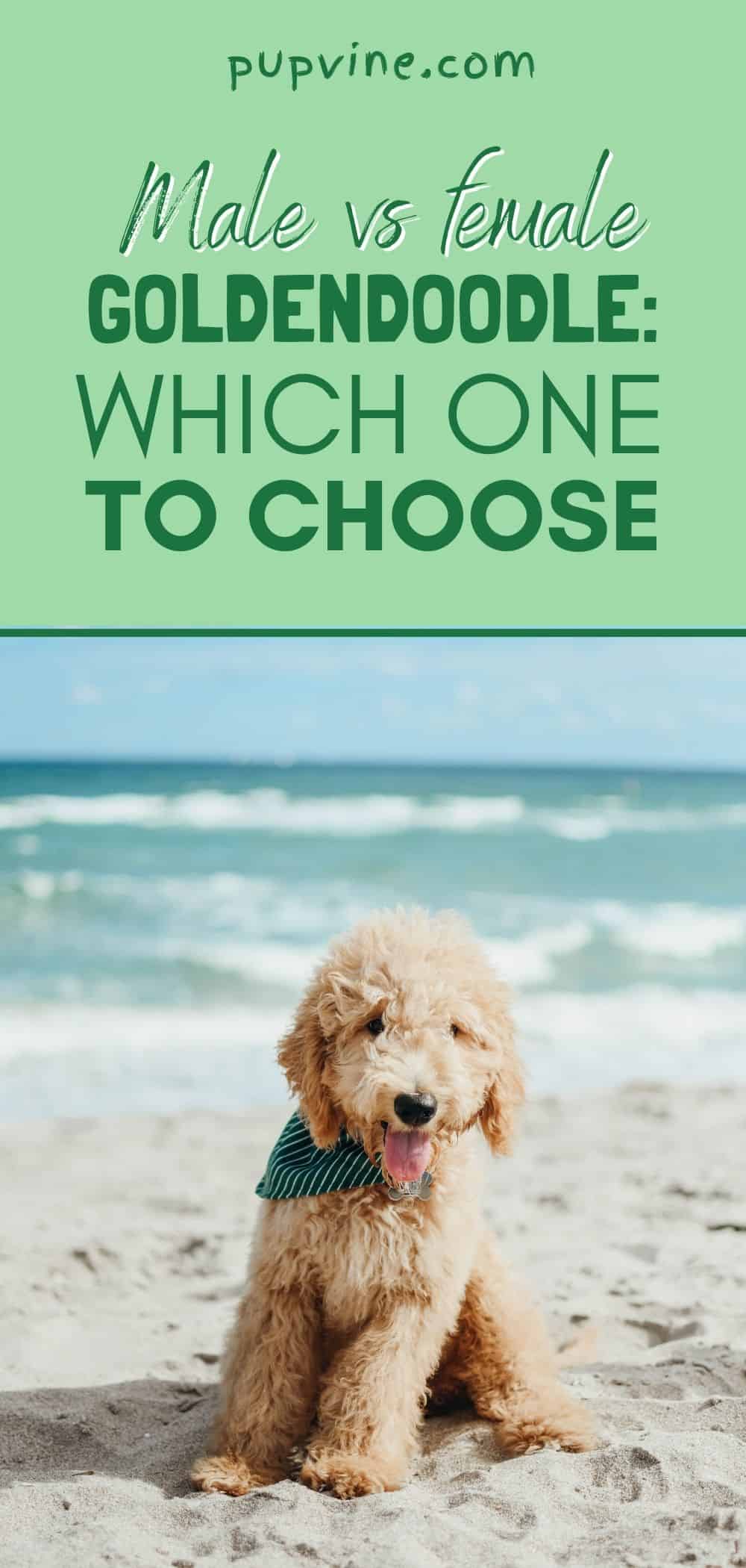 Macho vs hembra Goldendoodle: Cuál elegir