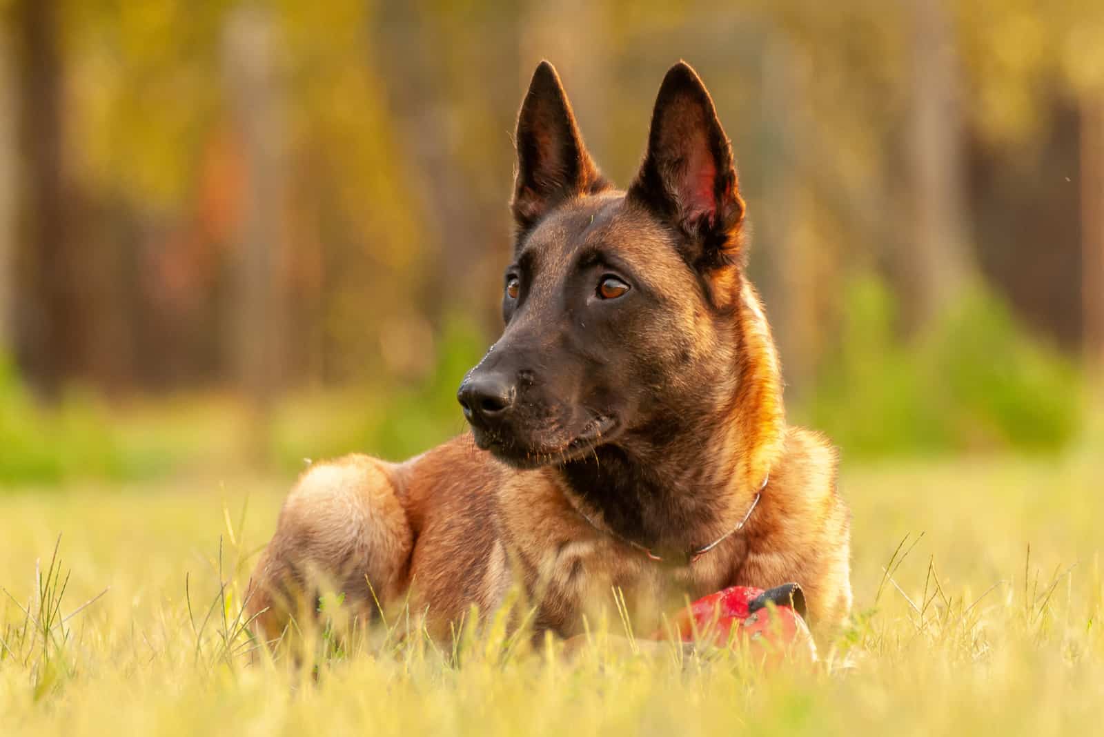 Perro Malinois Belga tumbado en el césped