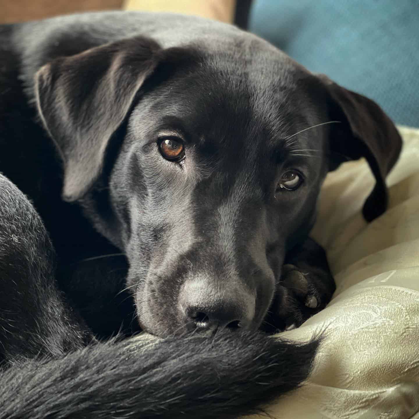 Perro Malinois Lab