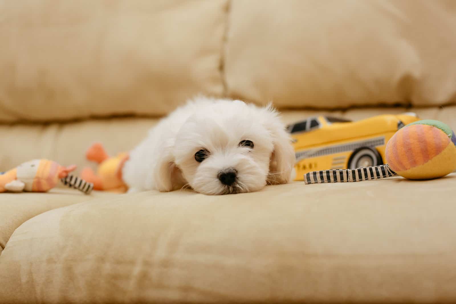 Cachorro Maltés tumbado en el sofá