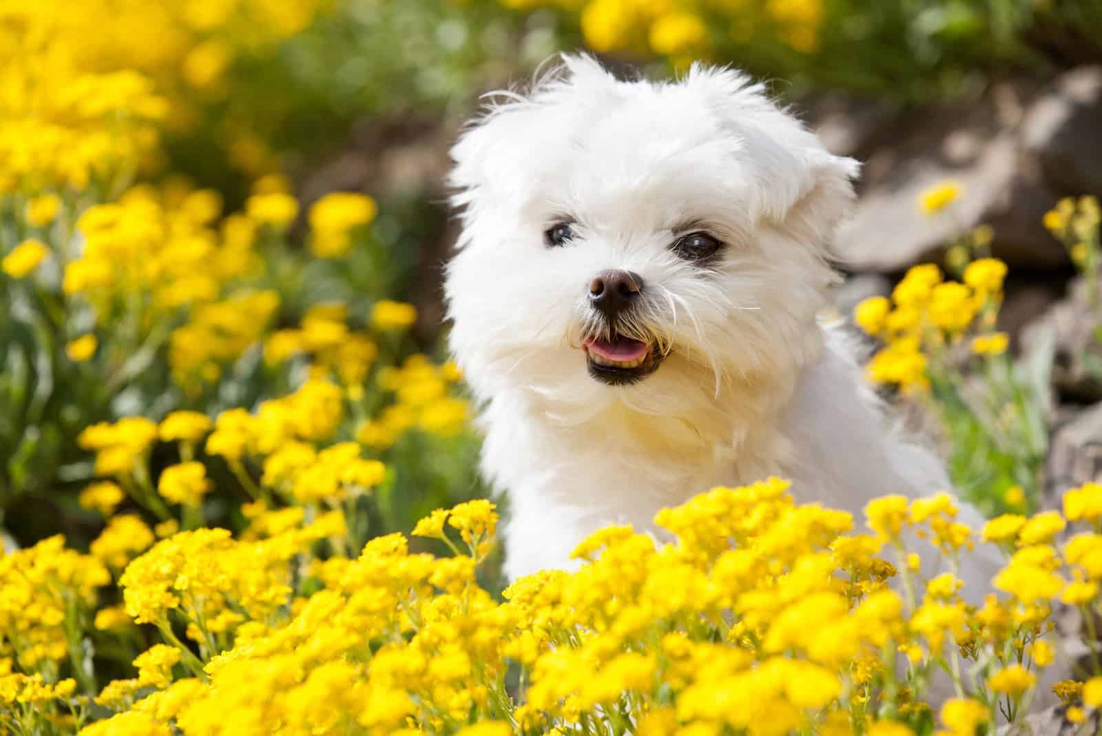 Cachorro maltés en flores amarillas