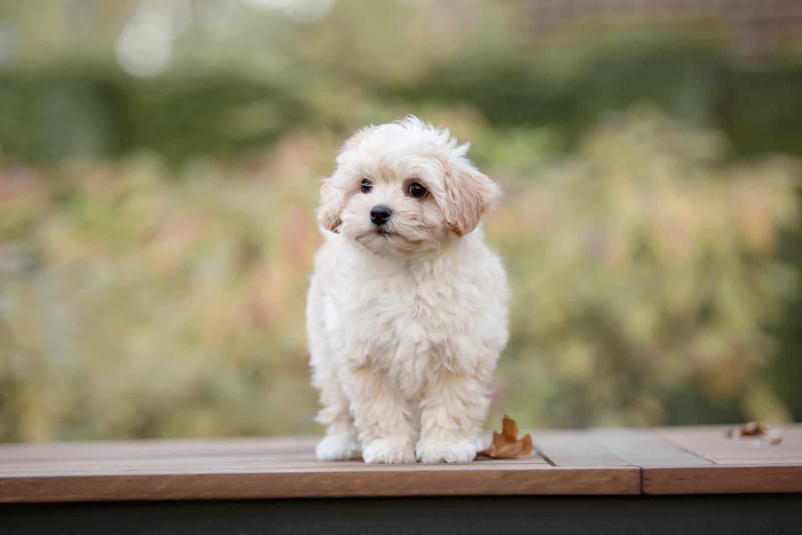 Cachorro Maltés de pie afuera