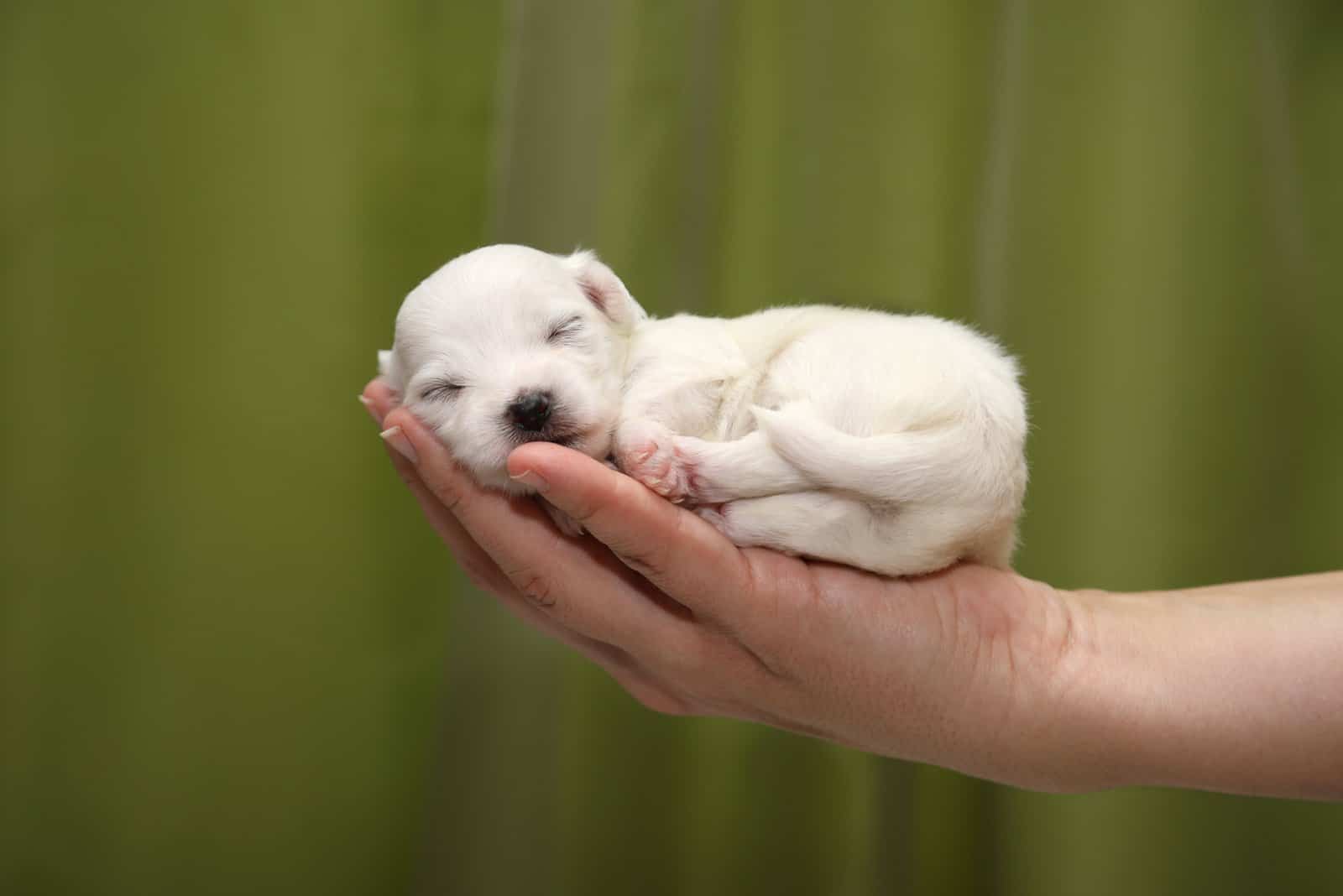 Cachorro Maltés