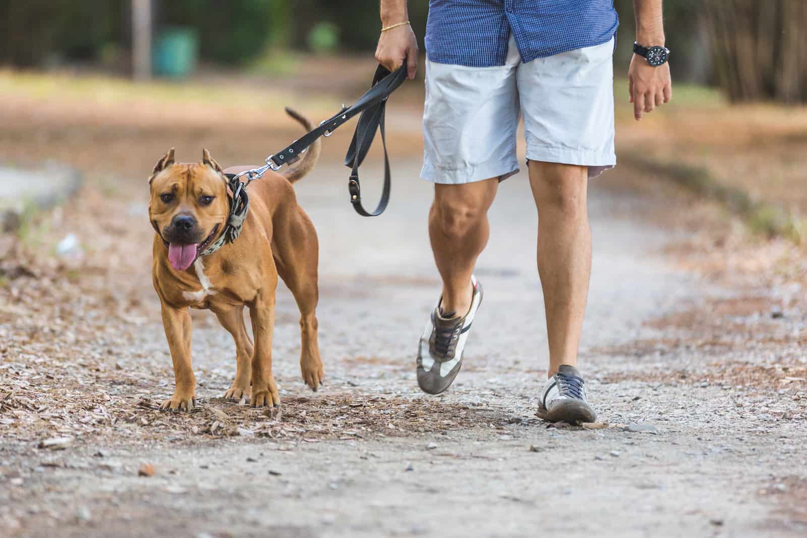 Hombre caminando con su perro en el parque