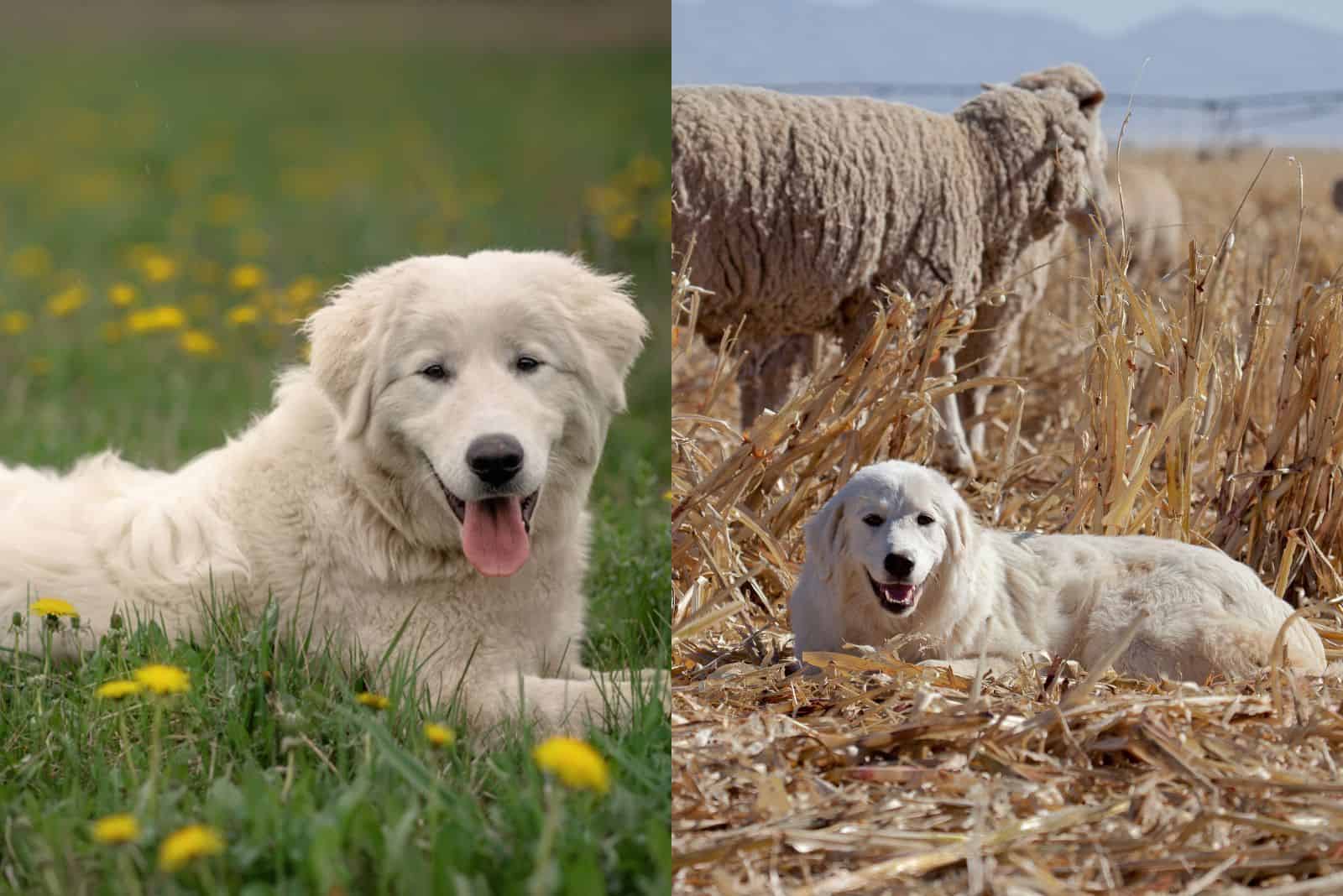 Perro de Pastoreo Maremmano vs Grand Pirineo tumbados y descansando