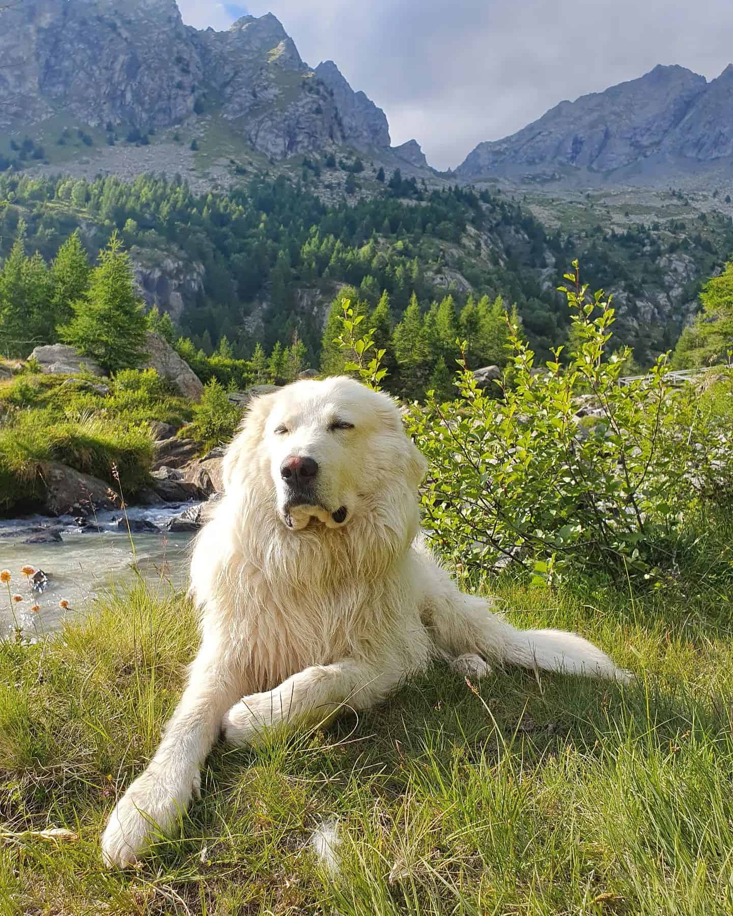Perro Maremma en el bosque