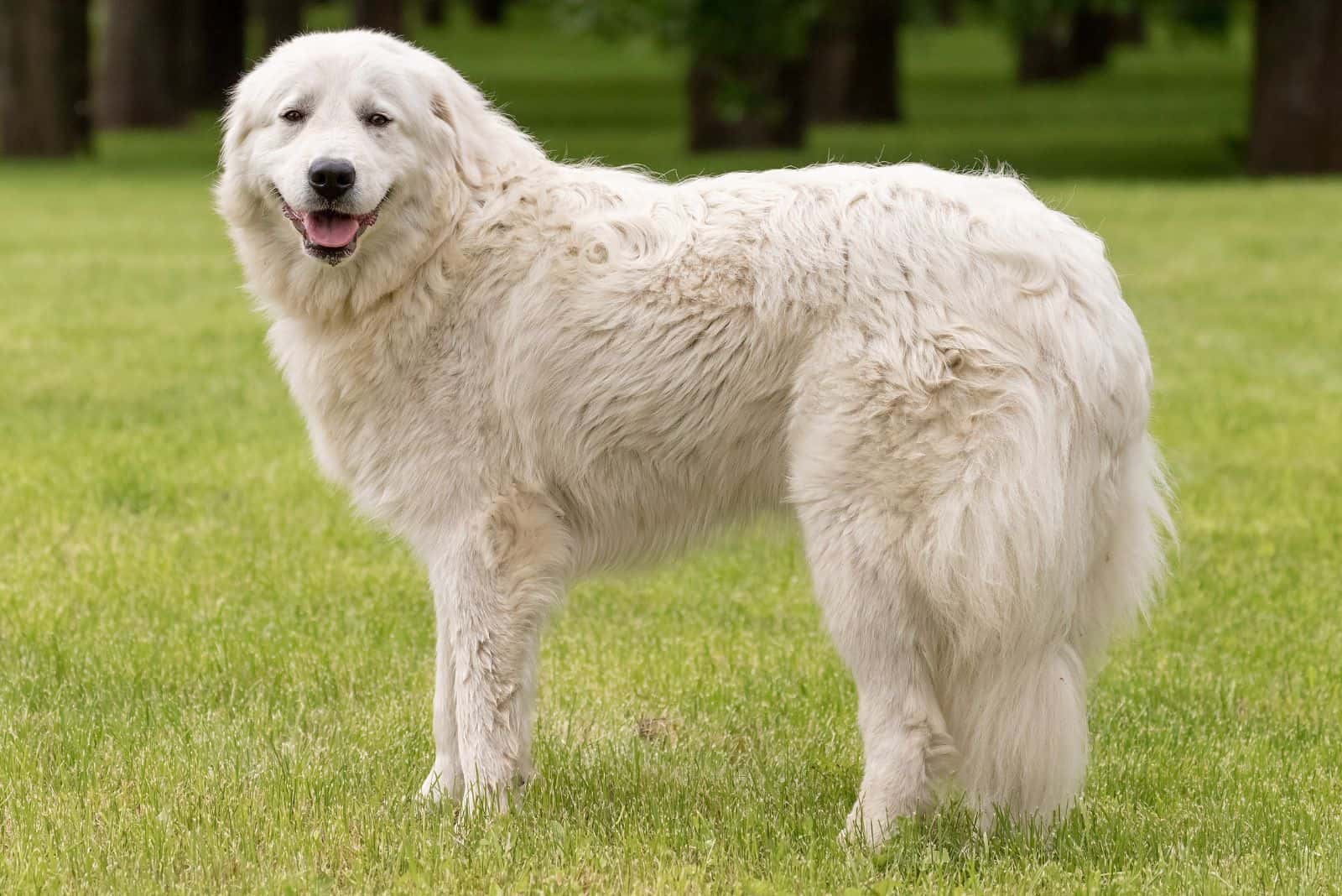 Perro de Pastoreo Maremmano en el césped