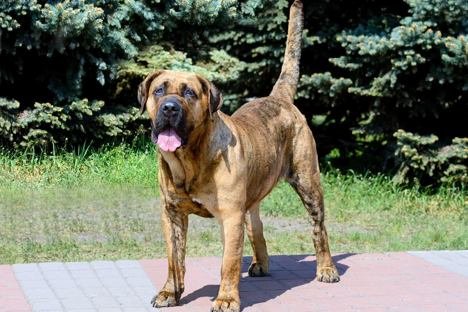 Mastín Presa Canario