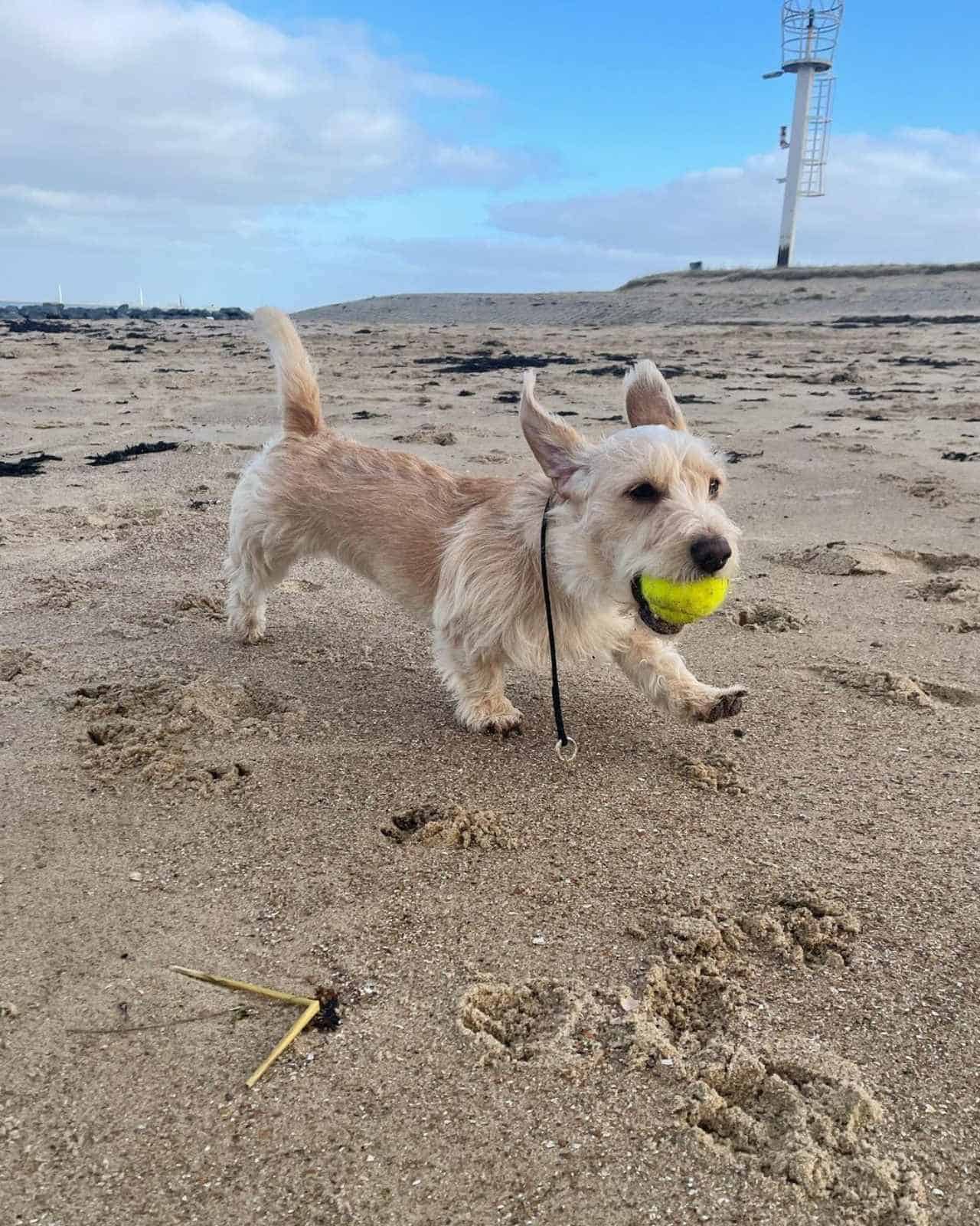 Mauxie corre por la playa con la pelota en la boca