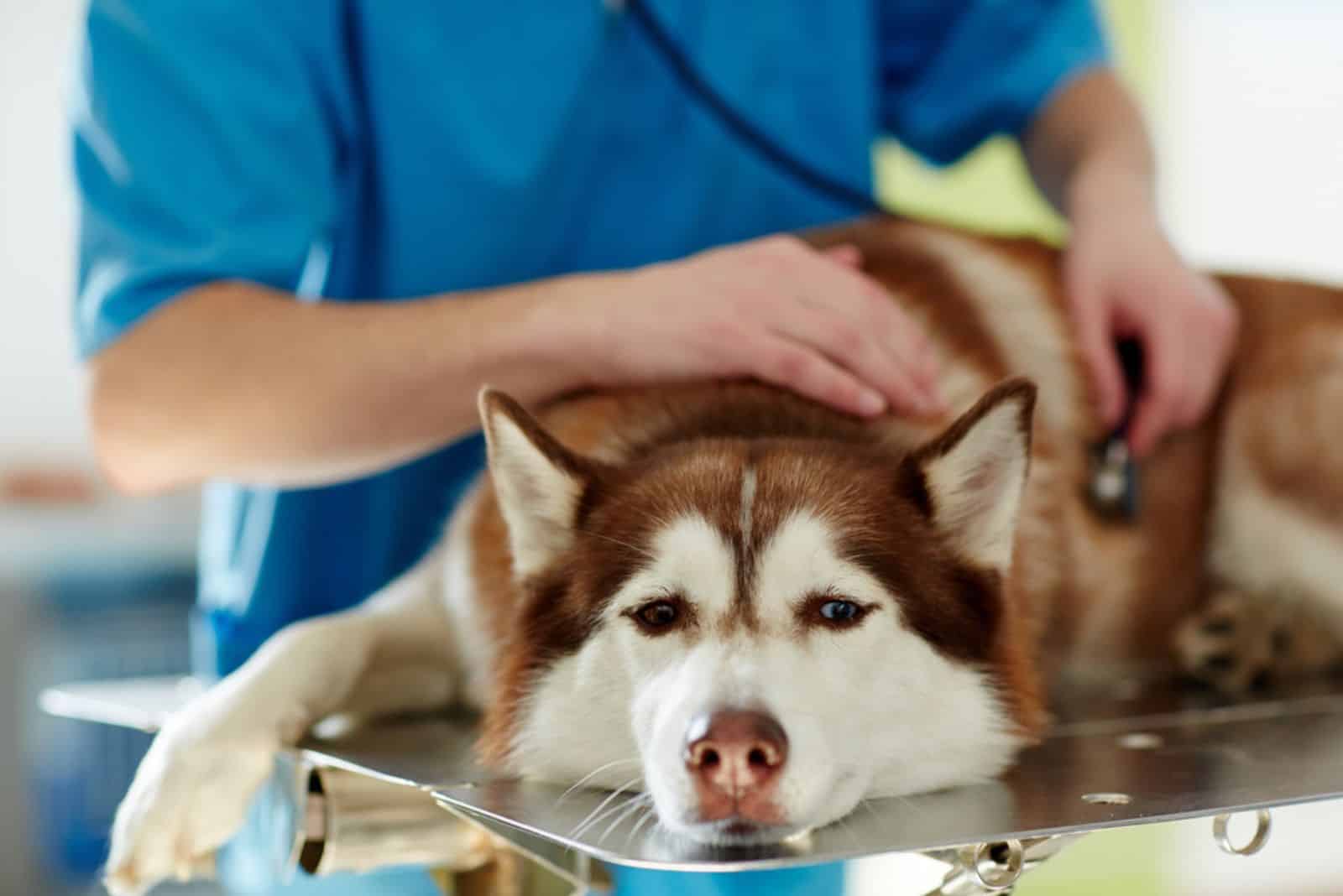 Tratamiento médico de un perro husky enfermo en una clínica veterinaria