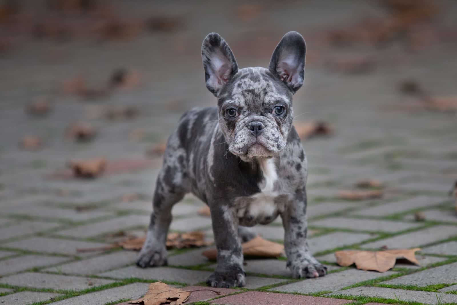 Bulldogs merle están parados en la acera